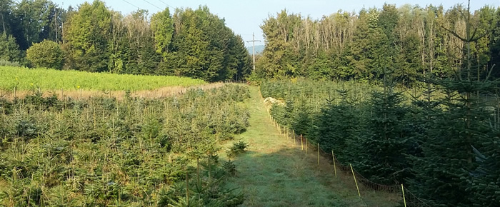 Bild von einen Christbaum-Kultur