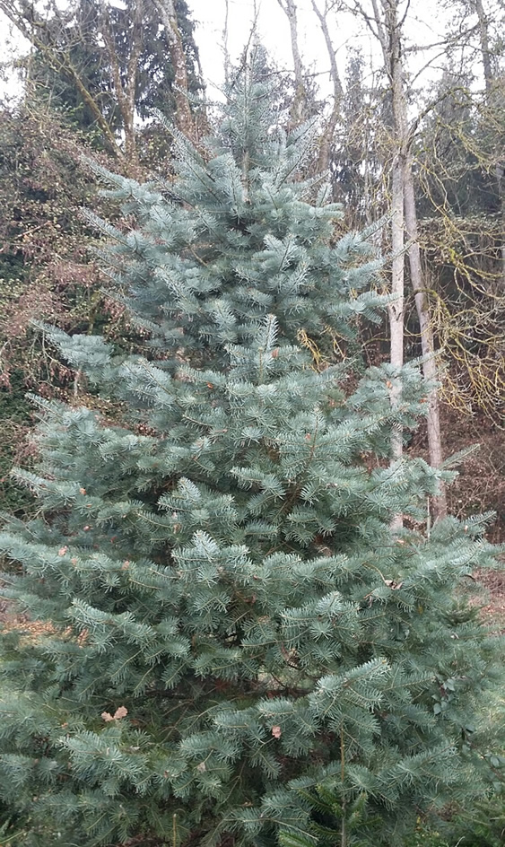 Bild Christbaum